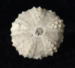 Coelopleurus coronalis (LESKE 1778) - Bild © FossNet FossilienStore